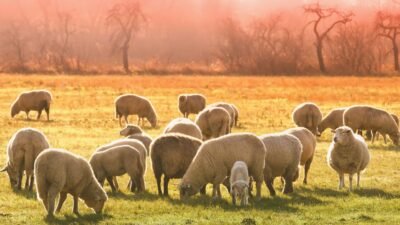 O Senhor é o Meu Pastor