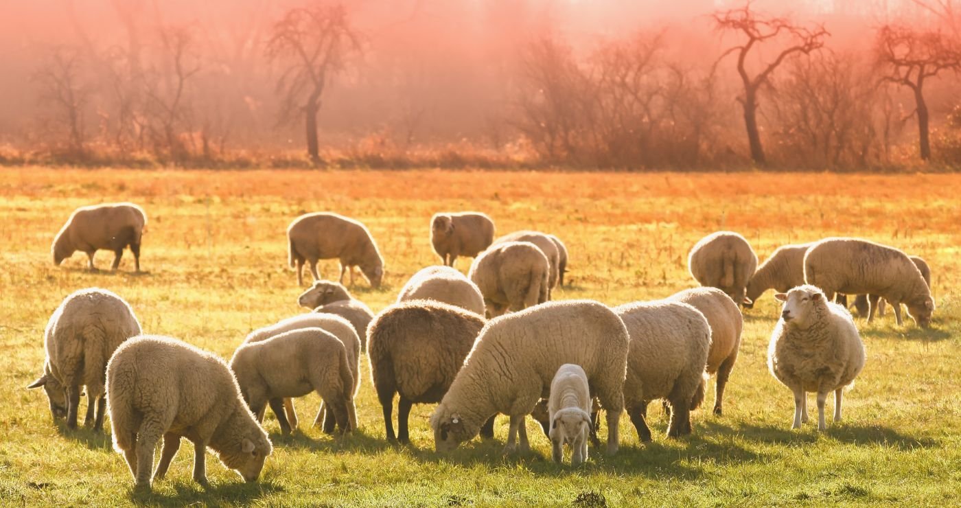 O Senhor é o Meu Pastor